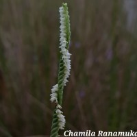 Spiranthes flexuosa (Sm.) Lindl.